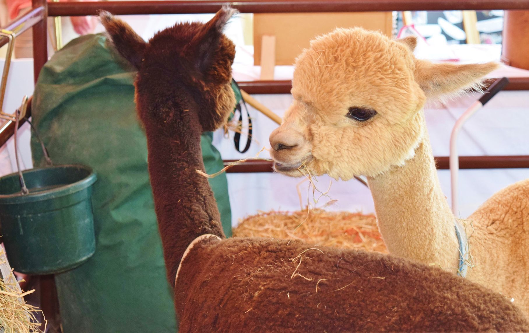 Alpacas at Wisconsin State Fair